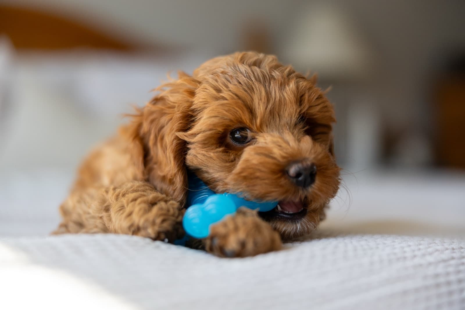 Marlowe engaged with her blue enrichment toy