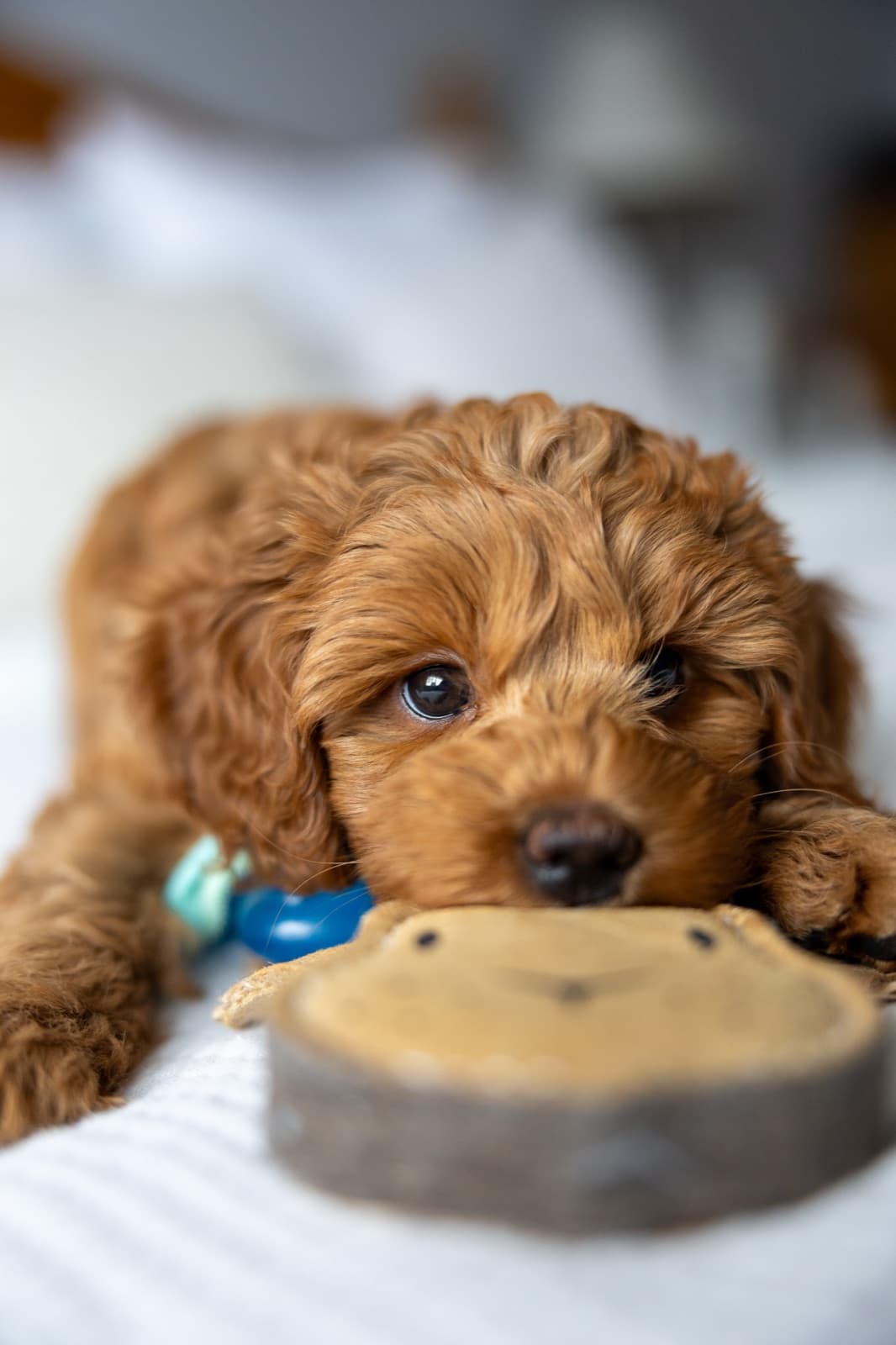 Marlowe relaxing with a chew toy