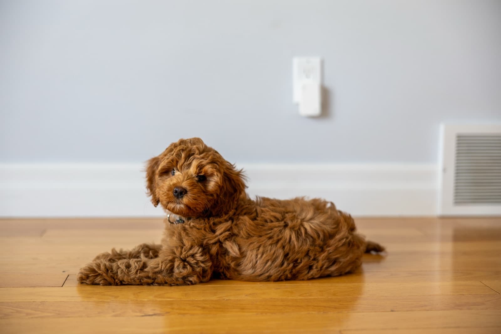 Marlowe settled on the floor near the door