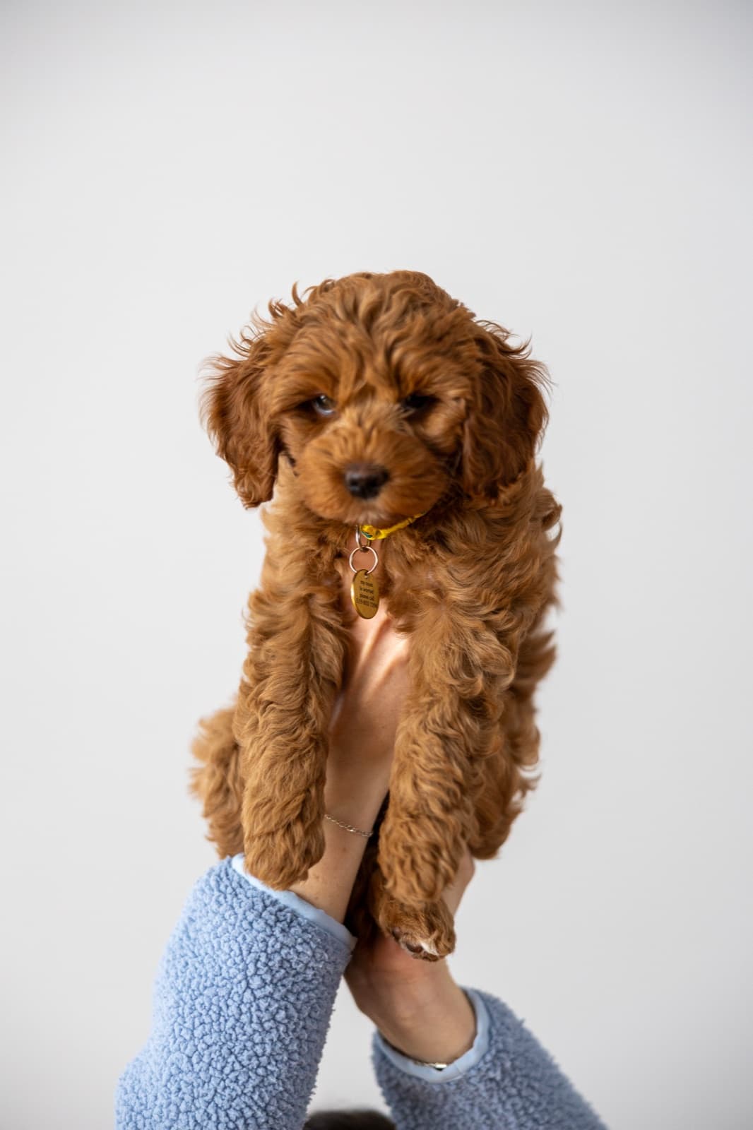 Marlowe being held up gently