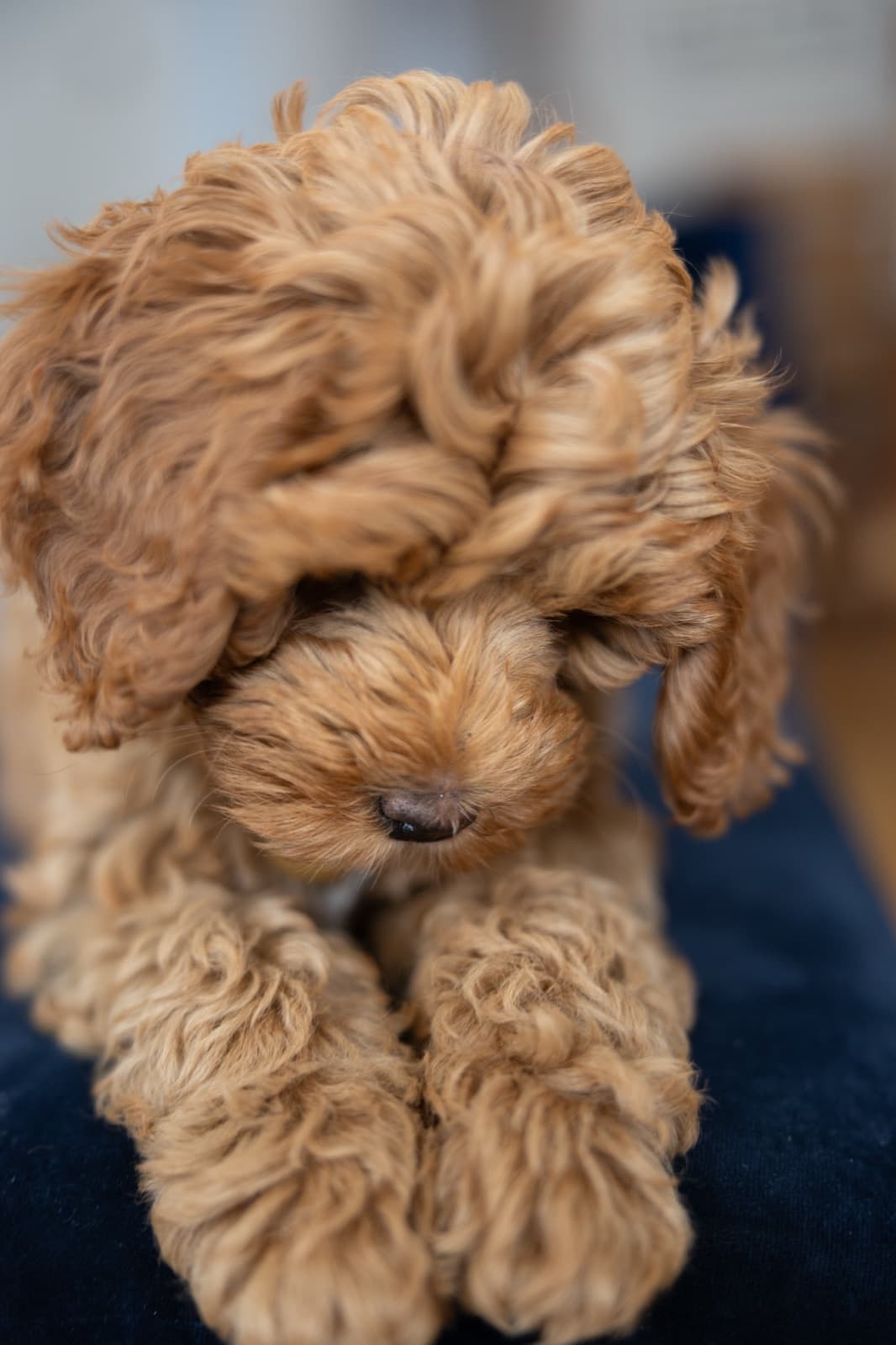 Marlowe nestled comfortably in pillows