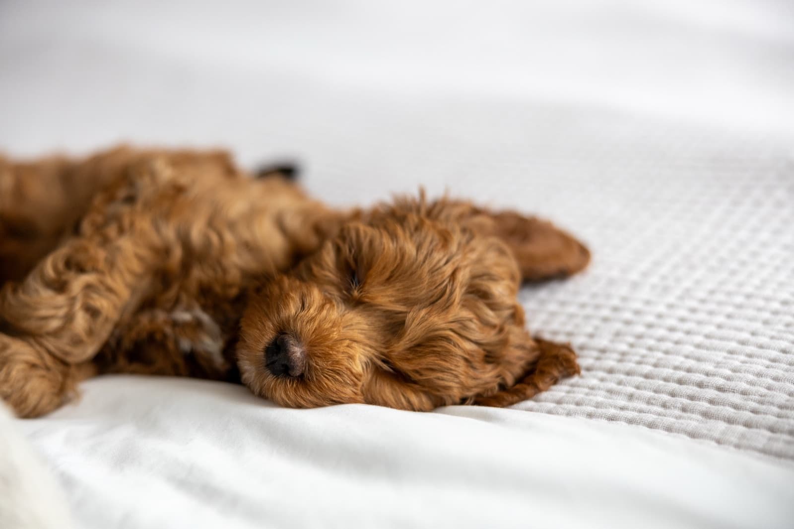 Marlowe sleeping peacefully during her first week home
