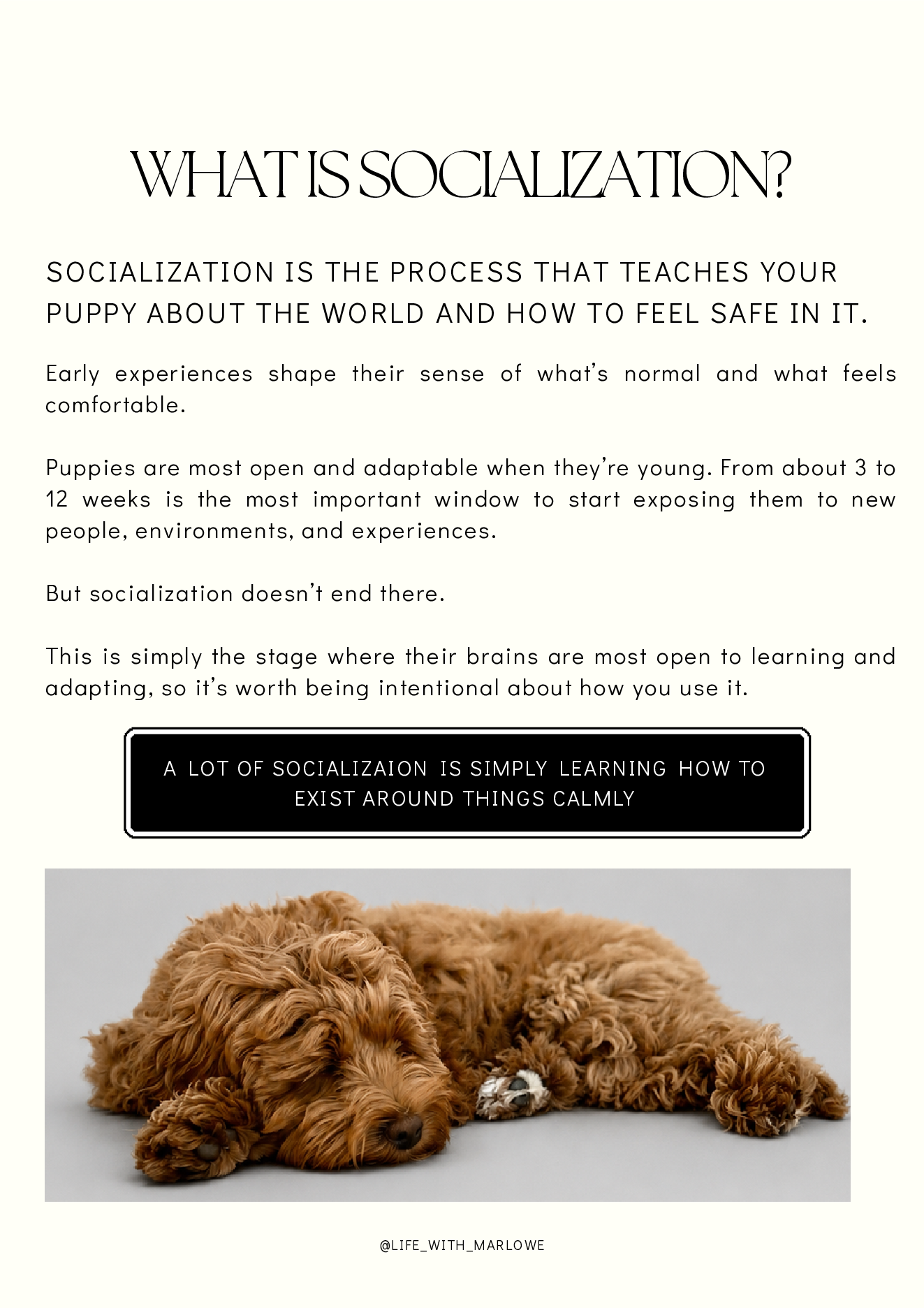 Puppy Socialization Guide page 3