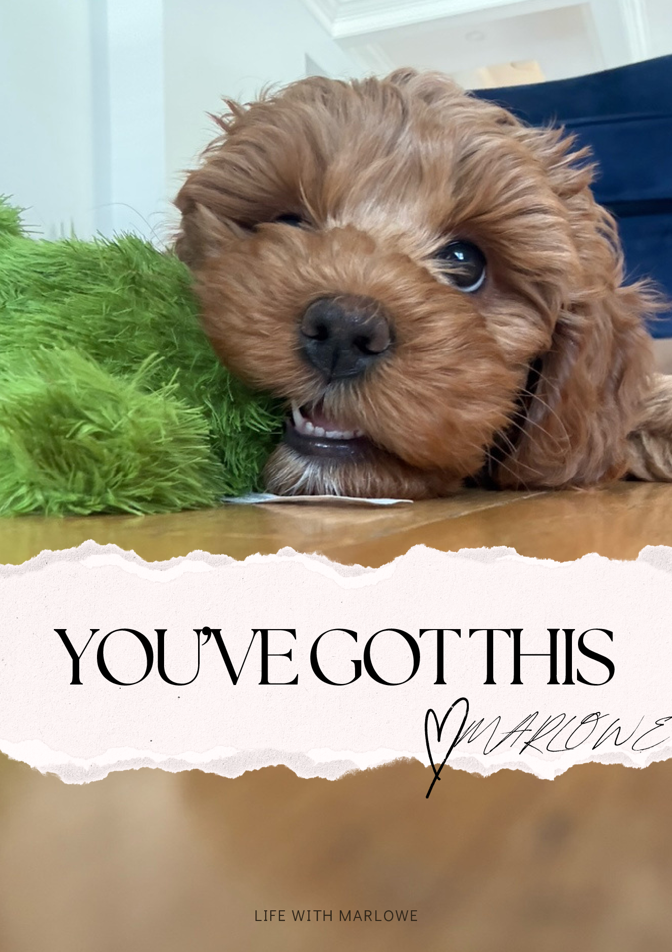 Puppy Socialization Guide page 13