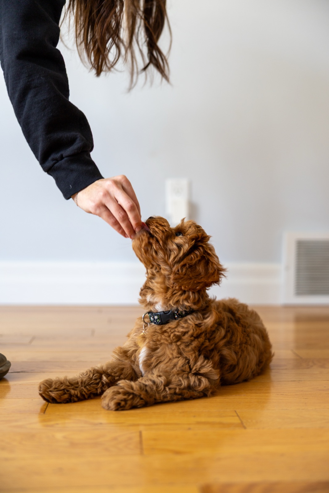 Marlowe during a treat training session